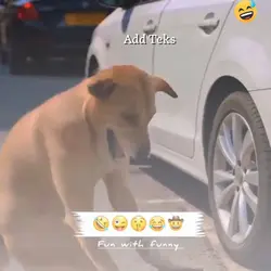 Naughty Dog