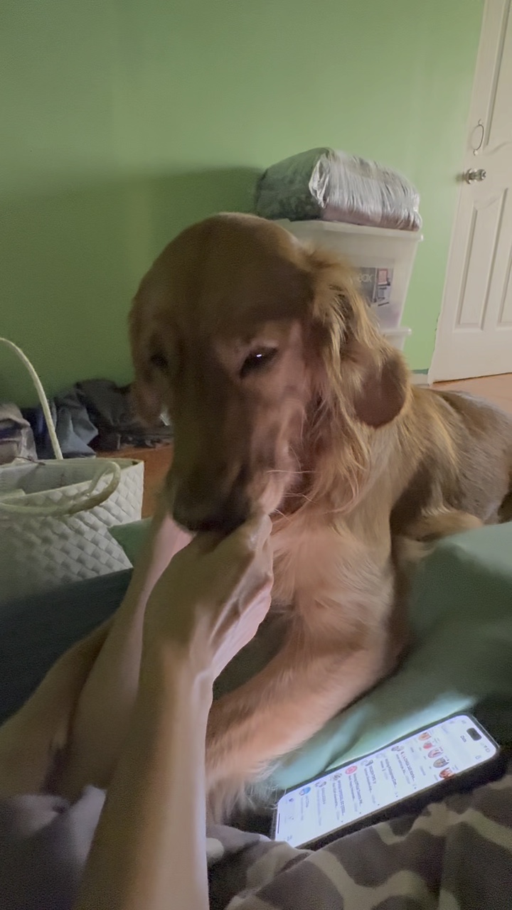 Canção de cachorro peidou