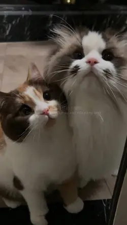 Học Tiếng Mèo Kêu