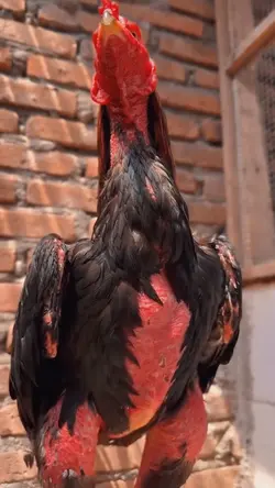 story ayam tiktok 