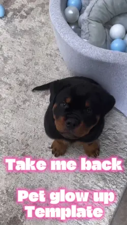 Pet glow up 🐾