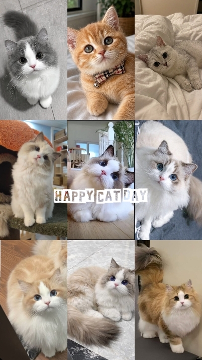 FELIZ DIA DO GATO
