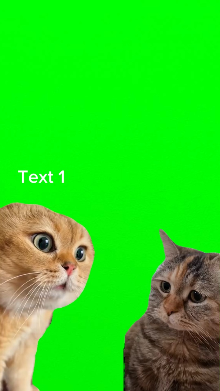 Conversa de gato 