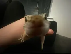 Spotty the lizar