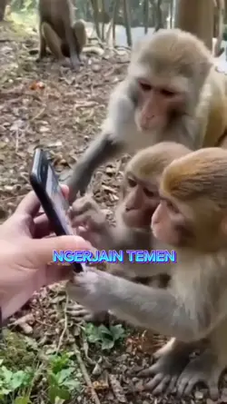 NGERJAIN TEMAN