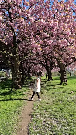cherry blossom 
