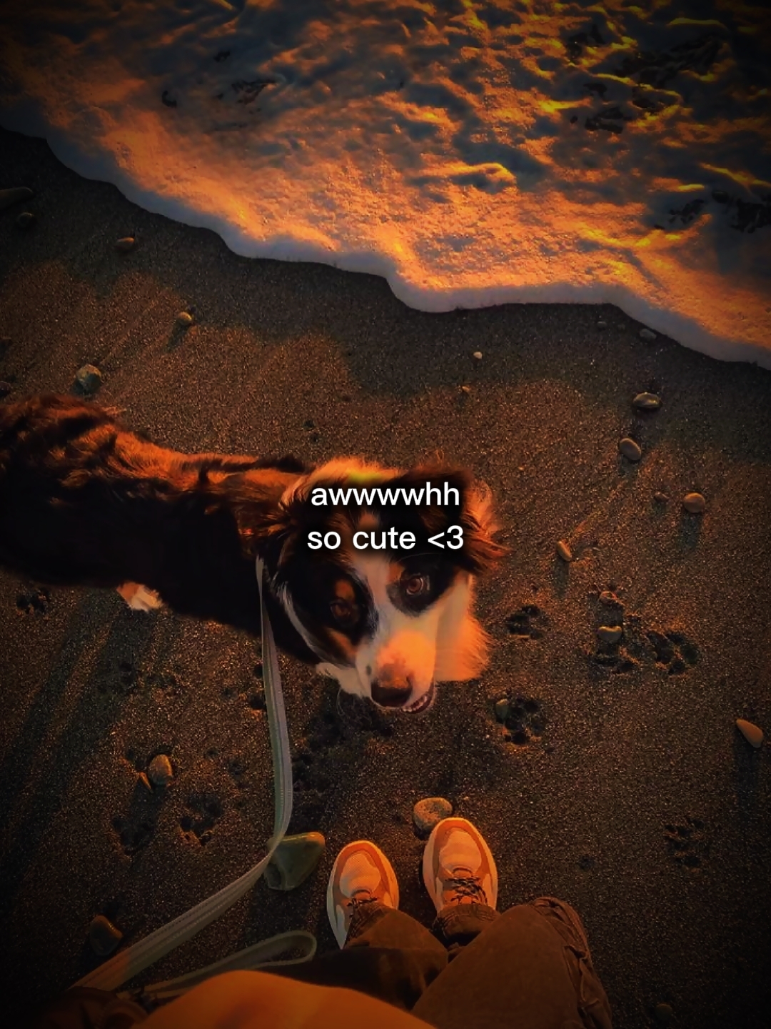soo cutiee dogiee