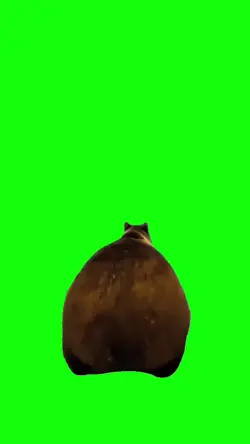 Dancing bear meme