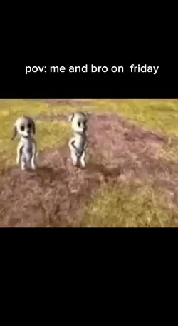 dancing dogs 