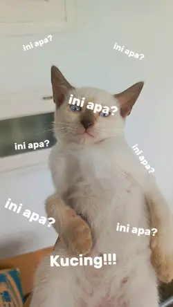 ini apa ini kucing