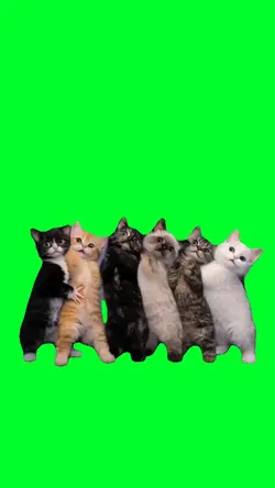 Zucchini cats