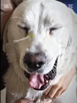 rawrrr