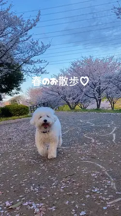 春の散歩