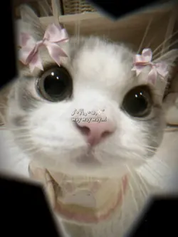 NhαΊ‘c cute quΓ‘