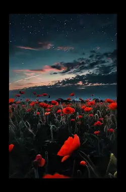 Poppy Field