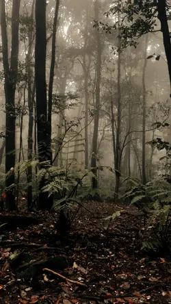 HUTAN KABUT