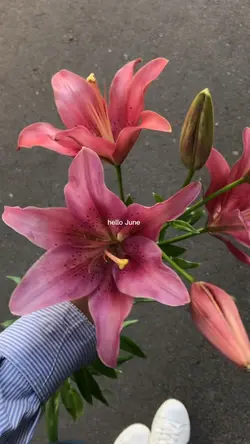 Hello june