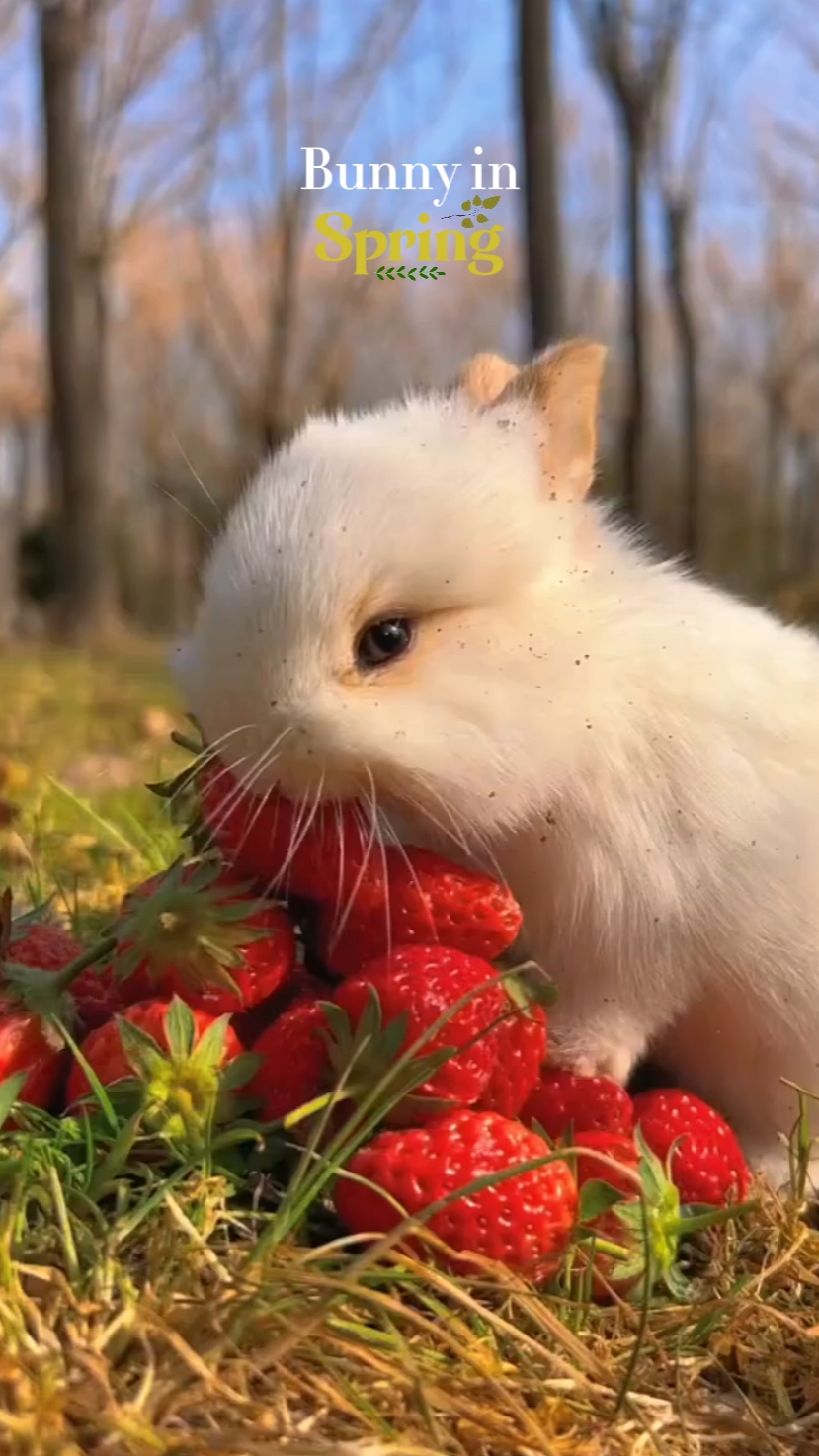 Hase im Frühling