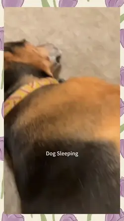 sleeping dog