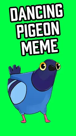DANCING PIGEON MEME