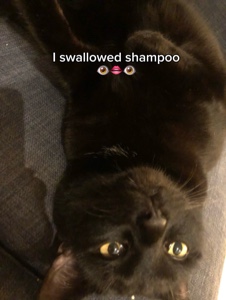 Shampoo