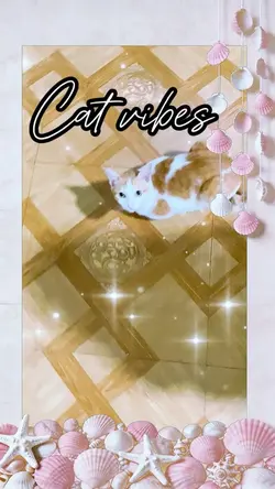 Cat vibes🐈🐾