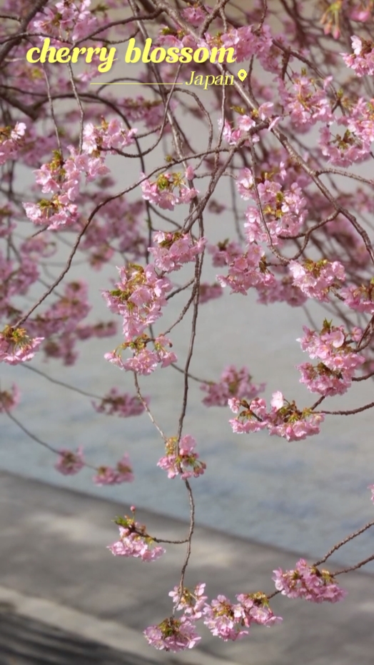 Kirschblüte