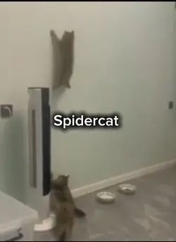 Spidercat 