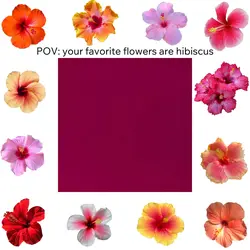 Hibiscus 🌺 