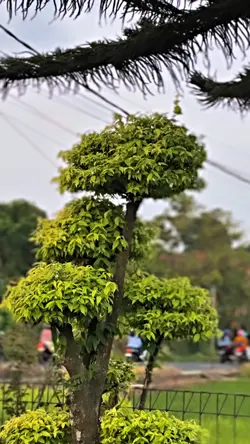 Cinematic hd jernih
