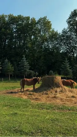 Farm