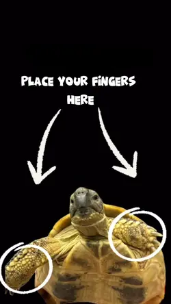 Turtles funny meme