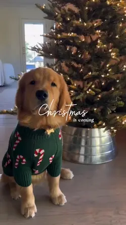 Christmas pet