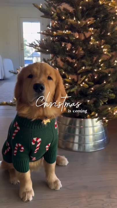 Animal de estimação de natal