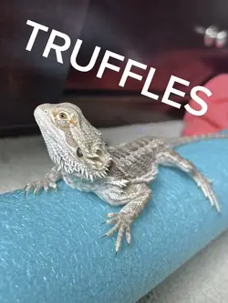 Truffles