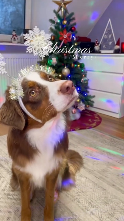 Weihnachten Haustier