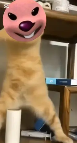 고양이루피