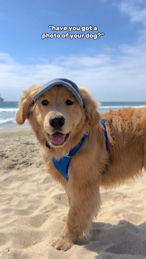 Fotos de perros