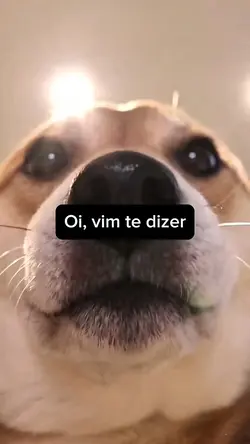 CACHORRO - CÃO - FY