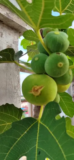 Fig plant 