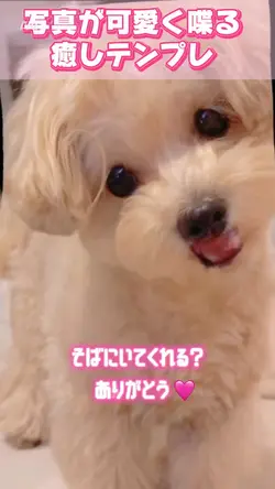 写真が喋る📢癒し動画