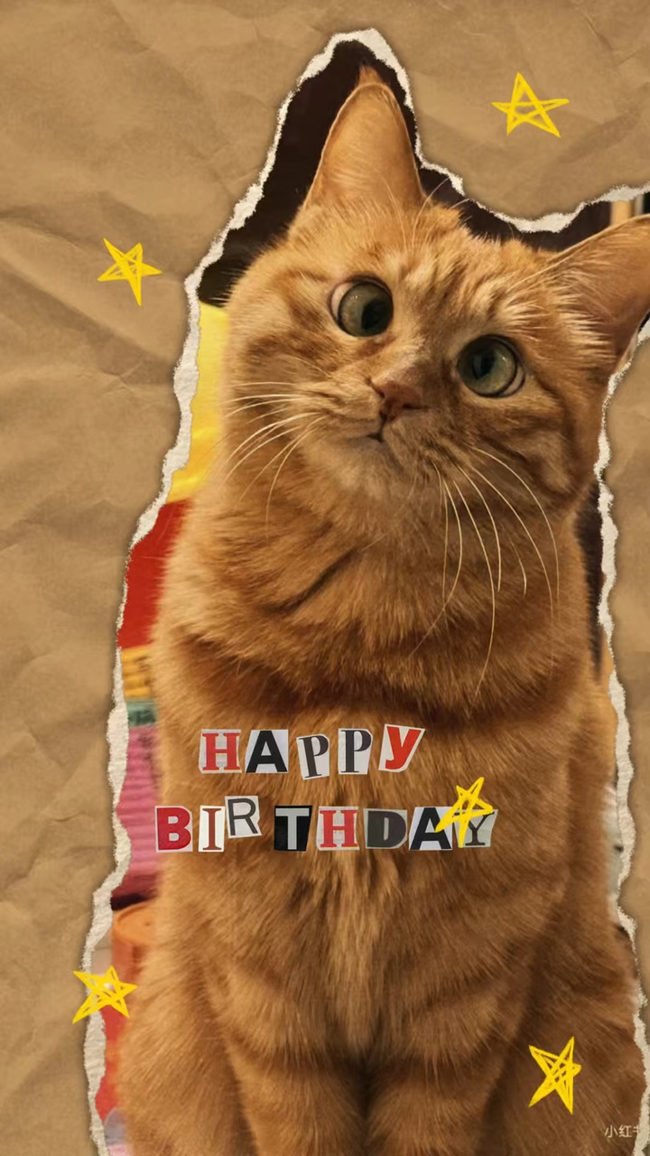 내 고양이 생일
