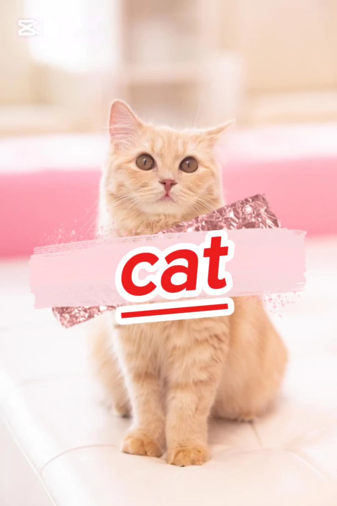 Gato