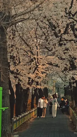 sakura template