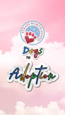 Dogs for Adoption 