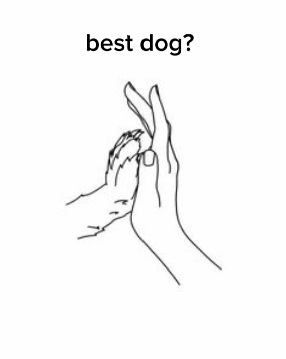 Best dog ?