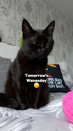 Tomorrow's Wenesday.