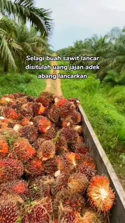 buah sawit lancar