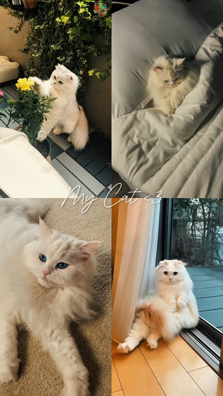 SEU ANIMAL DE ESTIMAÇÃO ❤️‍🩹