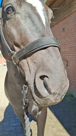 horselove